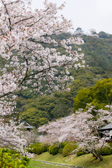 吉香公園の桜　山口県岩国市