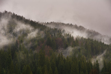 Carpathian spring forest with wrapped fog trees and fires.