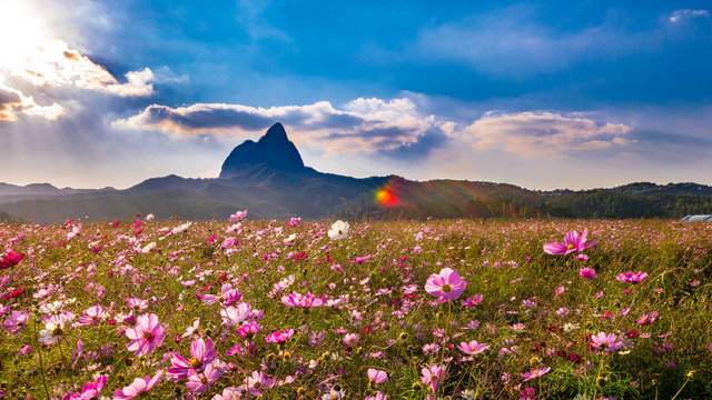 The cosmos flower shakes in the wind and backwards Maisan Provincial Park