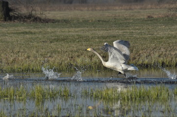 Whooper swam. Large white water bird. Taking off, flying bird