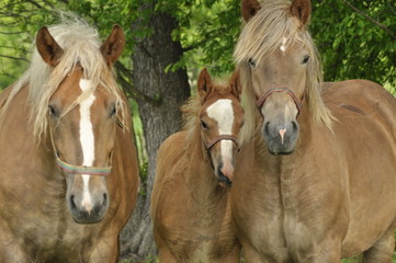 Obraz premium Workhorse. Grazing in the pasture. Meadow in the valley of the Bug.