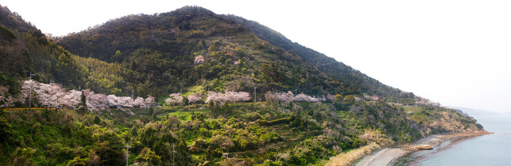 Obraz premium 五条の千本桜 山口県周防大島