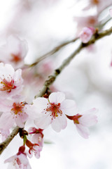 長登の枝垂桜　山口県美祢市