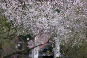 徳佐八幡宮の桜　山口市