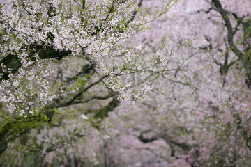 徳佐八幡宮の桜　山口市