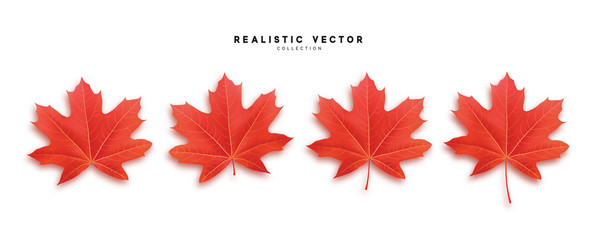 Set of autumn maple leaves, isolated on white background. Fall Foliage realistic design.