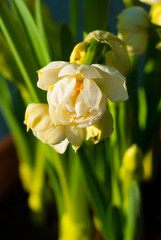 white daffodils macro