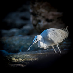 Close up of isolated Snowy Egret feeding in the wild 