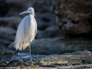 Close up of isolated Snowy Egret feeding in the wild 