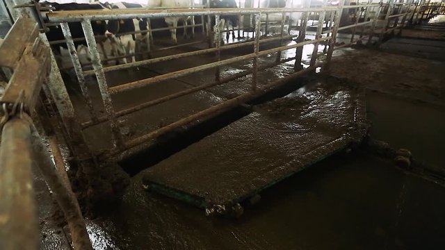 Mechanical disposal of manure. Automatic system for cleaning manure from the barn.