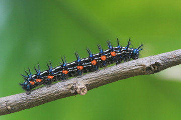 Black caterpillar on green background