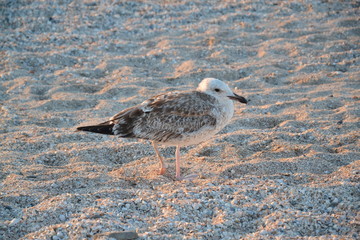 seagull on the beach