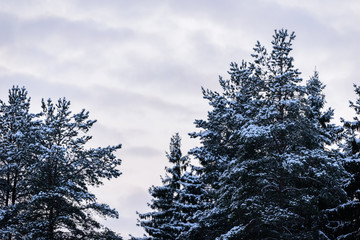 The forest has covered with heavy snow in winter season at Lapland, Finland.