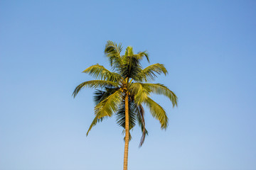 bright green palm tree with coconuts against a clear blue sky