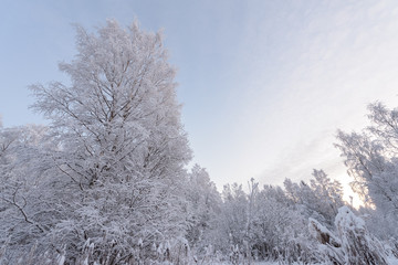 The forest has covered with heavy snow in winter season at Lapland, Finland.