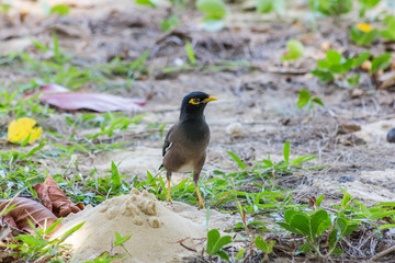 Common myna. Thailand