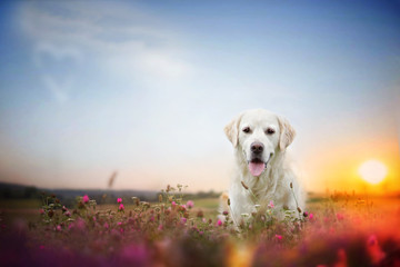 Hund steht in Blumenwiese 