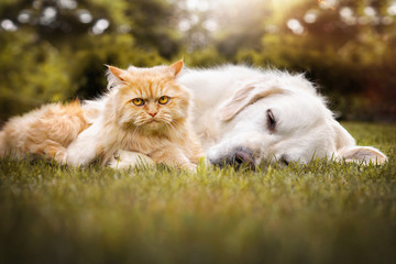 Hunde und Katze liegen gemeinsam im Gras