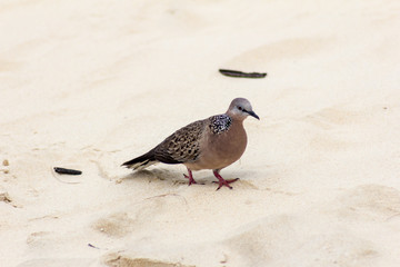  Zebra Dove on the sand. Karon, Thailand