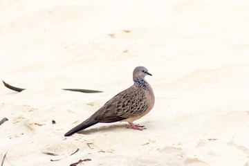 Zebra Dove on the sand. Karon, Thailand
