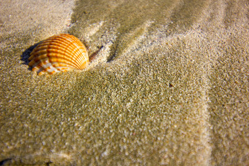 Solitary Seashell on the Mediterranean: A Coastal Gem in Cyprus' Paradise