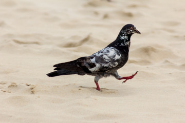 Dove marching on the beach