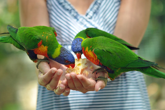 Colorful parrots in hands  of a person