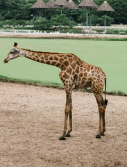 Naklejka premium Żyrafa w odkrytym parku