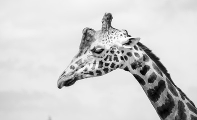 Obraz premium Giraffe