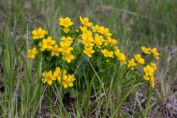 Spring primrose-kaluzhnitsa Ranunculaceae , a flower of the Buttercup family. Bright yellow Bush of spring flowers. Blooms Ranunculus marsh.