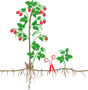 Raspberry vegetative reproduction scheme. Raspberry shrub with red berries, root system and green leaves isolated on white background