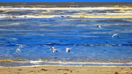 Naklejka premium coorong national park, australia