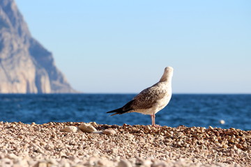 The seagull living on the sea coast under the southern sun does not need a vacation. Every day of her usual life, like a vacation.