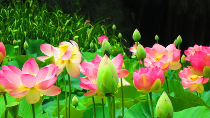 lotus flower, adelaide botanic garden, australia