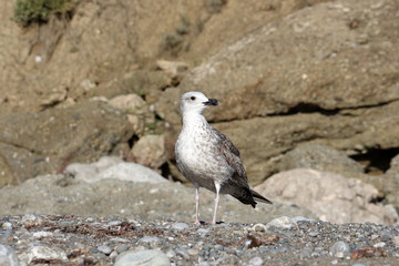 The seagull living on the sea coast under the southern sun does not need a vacation. Every day of her usual life, like a vacation.