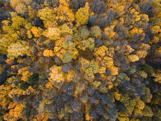Autumn forest aerial drone view.