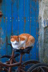 Tigerkatze schläft auf Fahrradsattel, vor blauer Tür. © Barbara-Maria Damrau