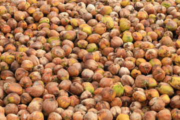 Green And Brown Coconuts Fruit, Texture And Background