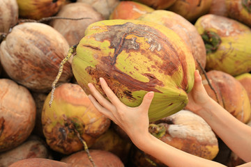 Big Coconut In A Female Hands Against A Background Of Coconuts