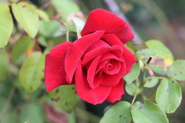 Rose. Queen of the flowers.