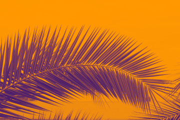 Obraz premium palm leaves in a duotone red-blue gradient. Summer background.