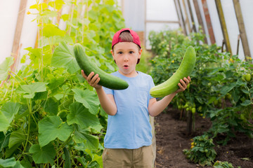 A child in amazement holding a large giant cucumbers in the greenhouse.