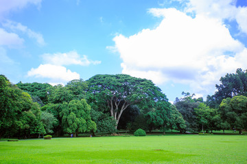 Royal botanical garden Kandy Sri Lanka