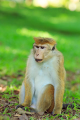 Portrait of male macaque.