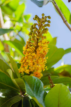 Byrsonima Crassifolia Blossom