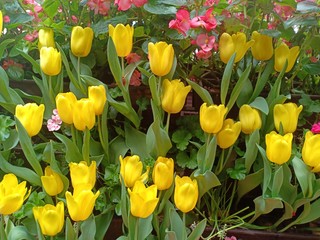 Tulip flower garden area at fresh garden 