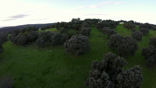 4K, Top aerial view of Dehesa with grassfields and oaks in farmland fields of Spain countryside a panorama. Cultural landscape spanish. Elevated view of Dehesas usually destined for pasture-Dan