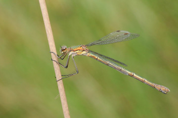 A beautiful female Emerald Damselfly (Lestes sponsa) perched on the stem of a reed.