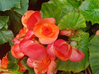 Flowers blooming when the sunrise 