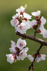 Beautiful white and pink apricot blossom tree in spring time. Close up view of fruit tree flowers. Floral bacground.